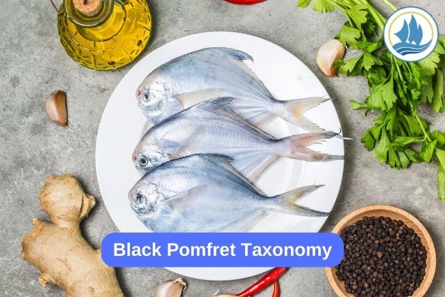 Black Pomfret Taxonomy